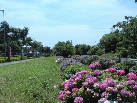 この体レンタル中につき-遠藤の紫陽花