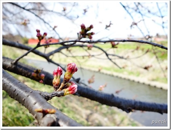湘南台境川沿いの桜